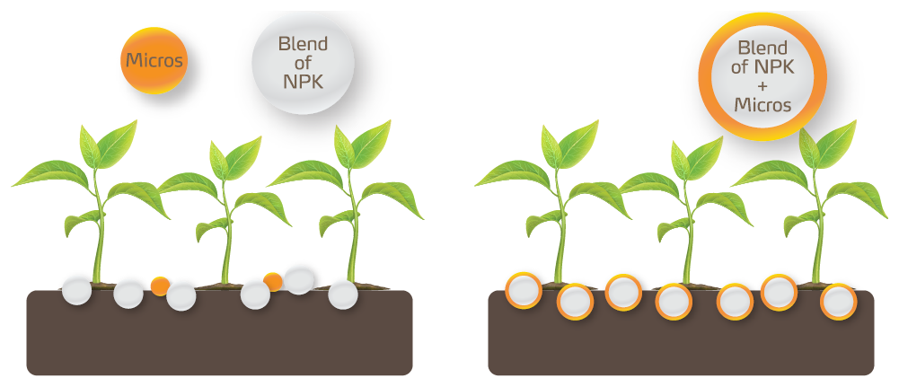 even-distribution-illustration-plants.png