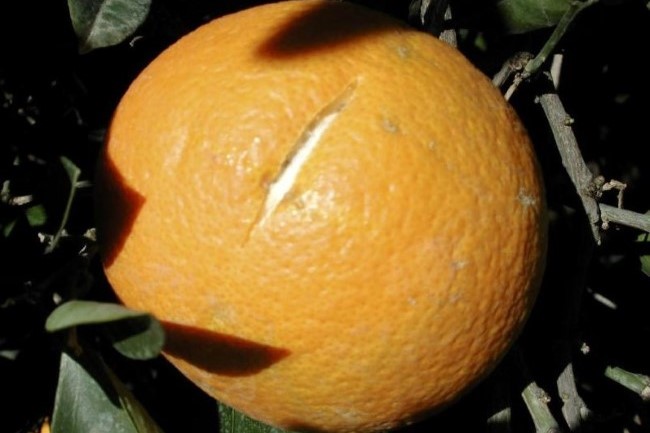 citrus peel splitting due to calcium deficency