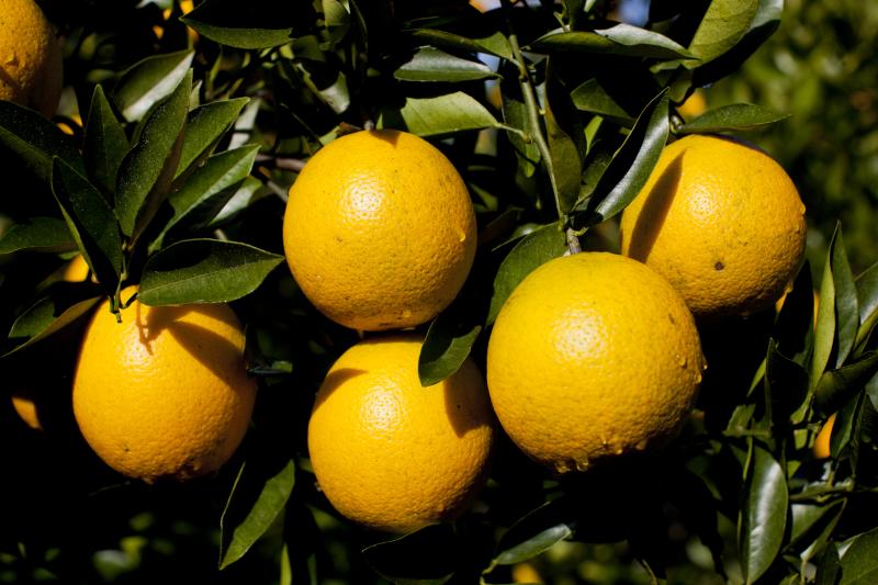oranges on healthy citrus tree