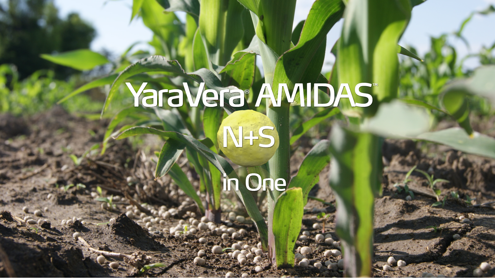 corn plants with fertilizer on the ground