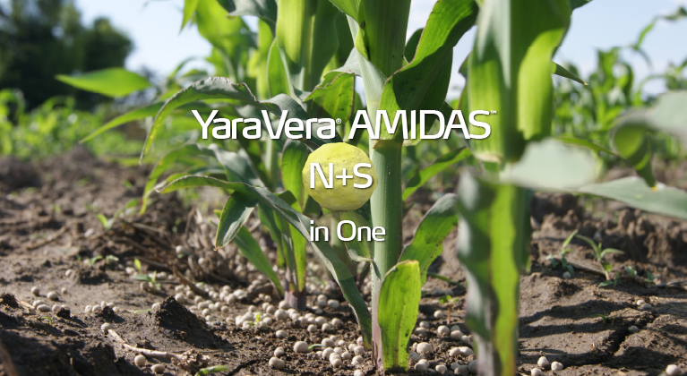 corn plants with fertilizer on the ground
