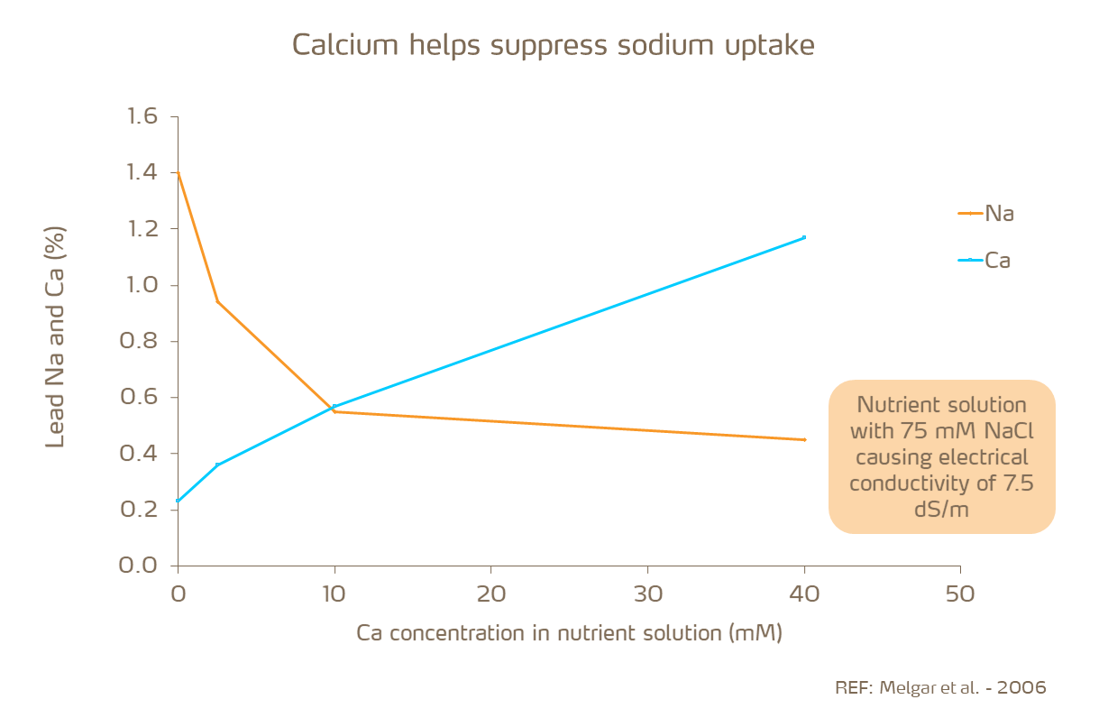 calcium suppresses sodium uptake
