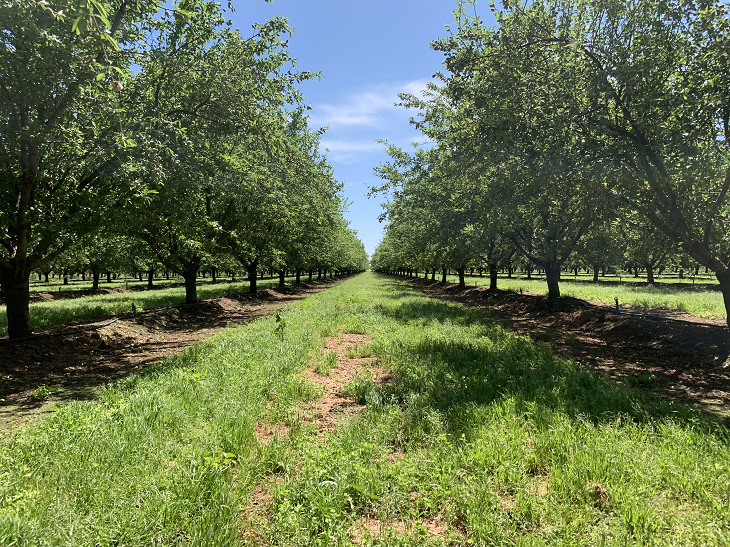 modesto farm, almond orchard