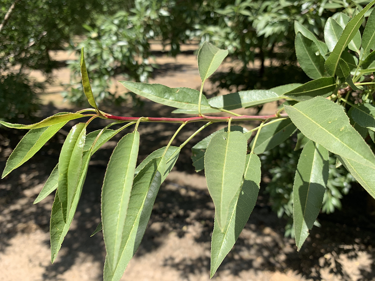 modesto farm, shoot growth