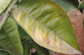 P deficiency - citrus old leaf.png