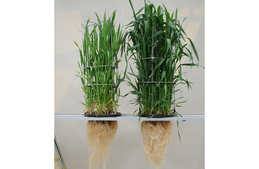 nitrogen optimal versus deficient in what