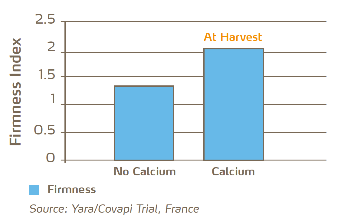 calcium nitrate improves fruit firmness