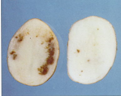 internal brown spot