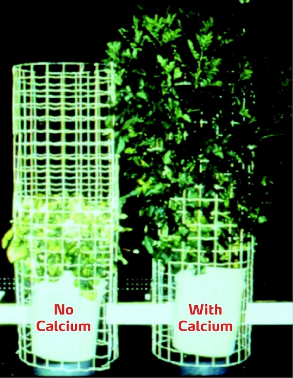 calcium and heat stress on potato plant