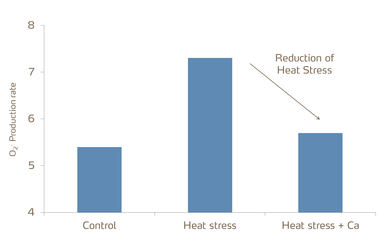 calcium and heat stress