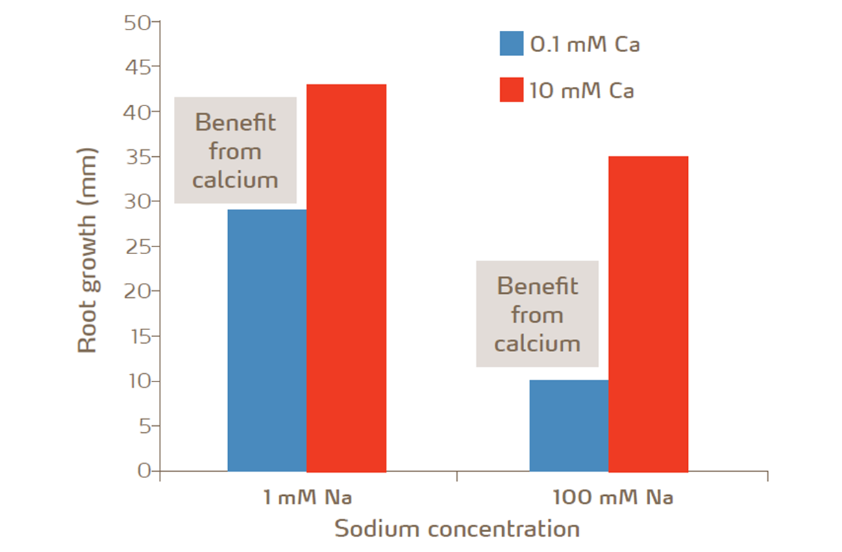 calcium on sodium concentration and root growth