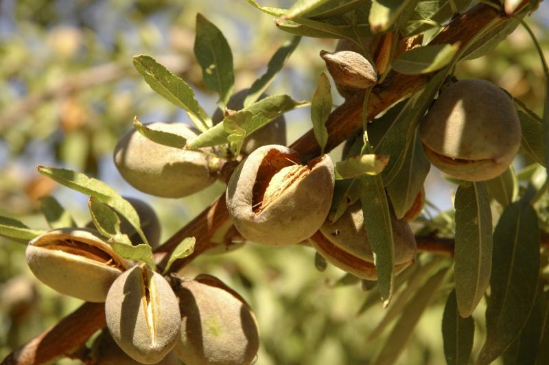 ripe almond ready for harvest