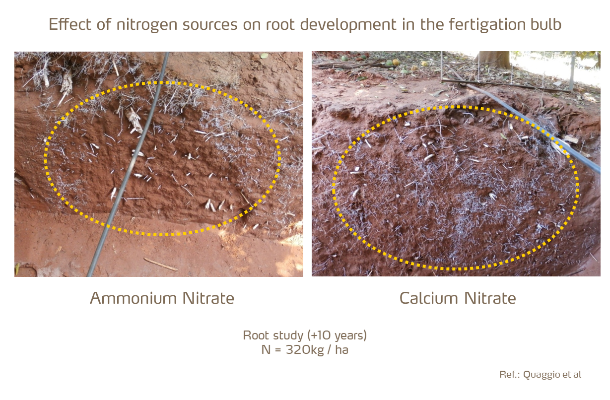 calcium nitrate encourages root development