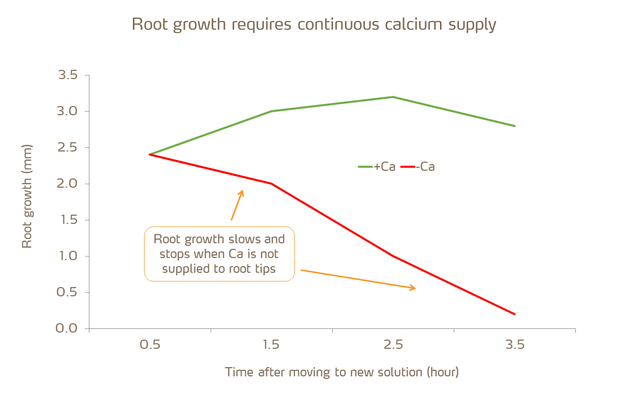 root growth requires continuous calcium supply