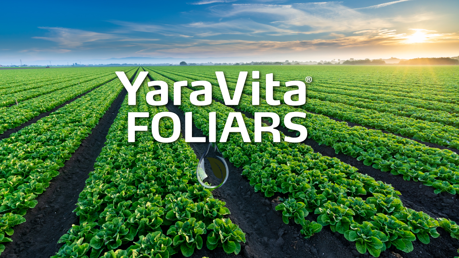 foliar nutrition