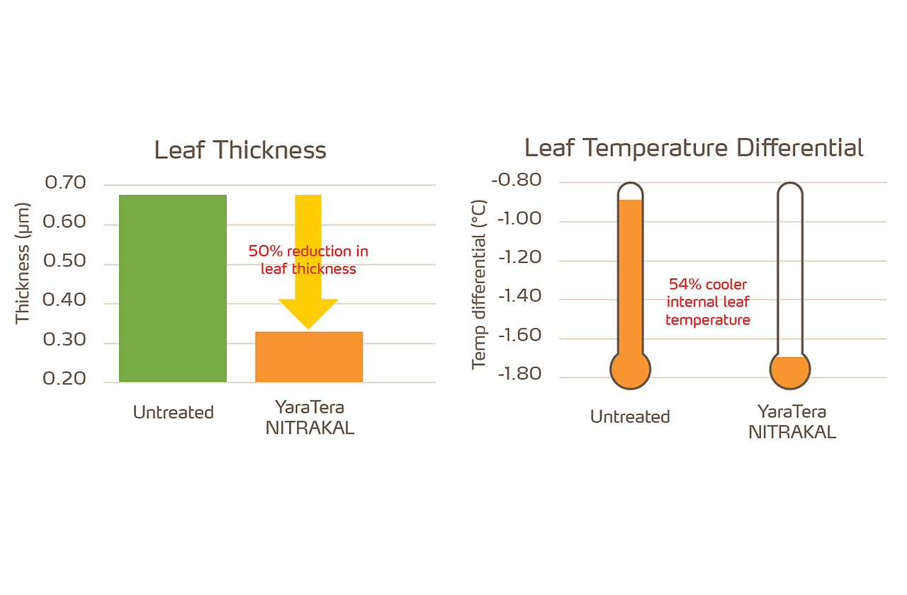 leaf temperature and thickness