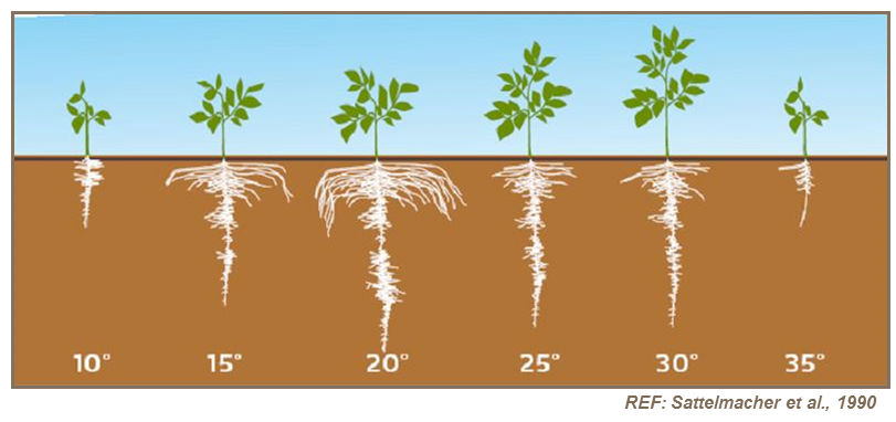 Potato Seed Spacing Chart