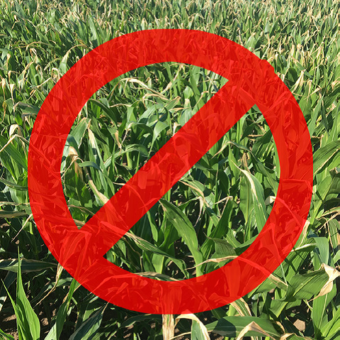 UAN and Urea cause leaf burn.png