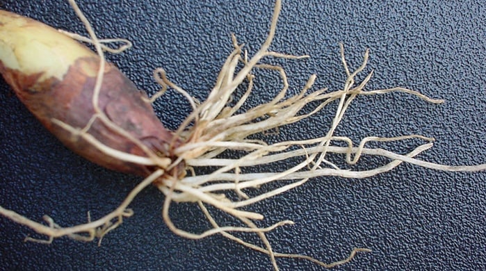 Nematode damage to roots