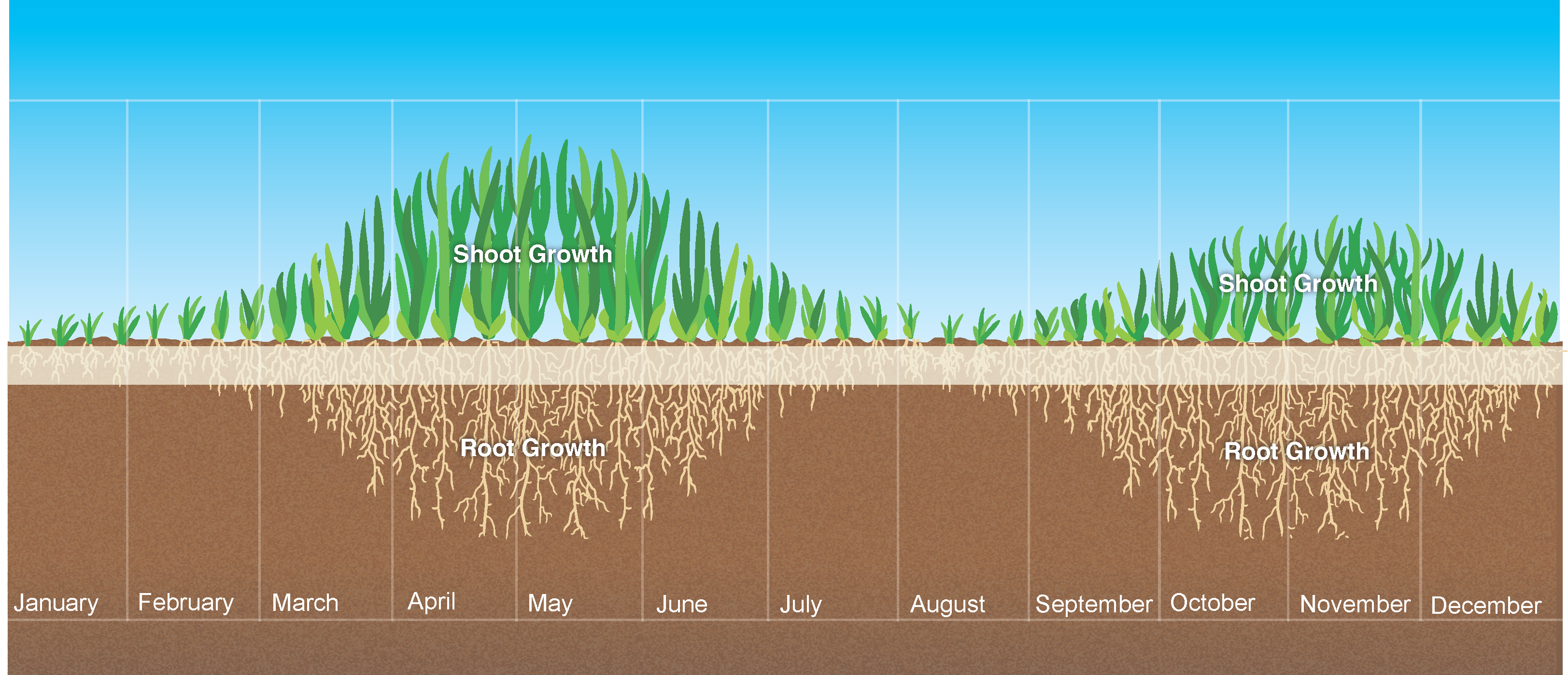 YARA_Turf Growth_Cool season_edited_cropped.png