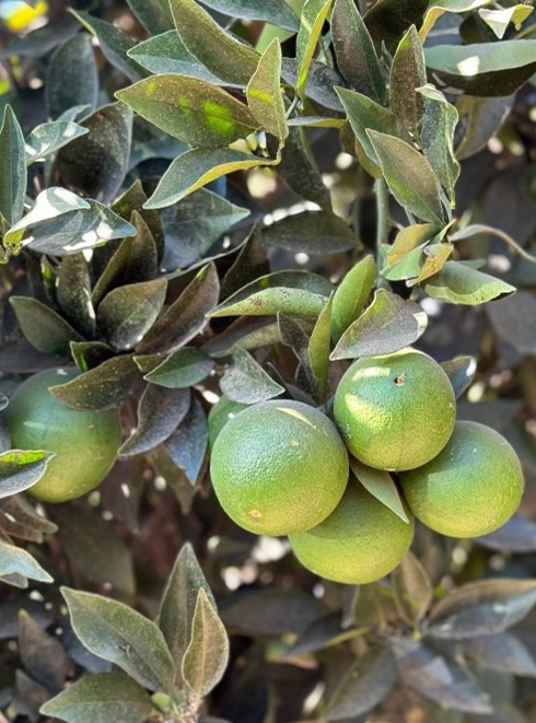 citrus maturity