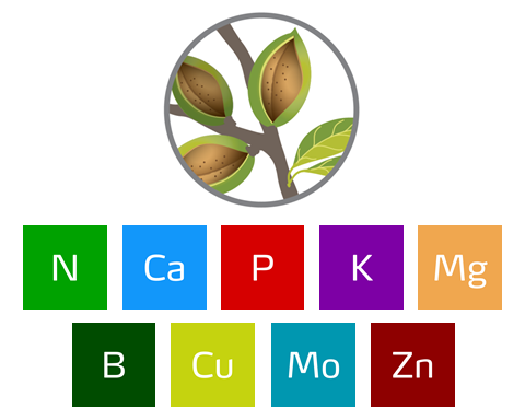 role of nutrients by almond growth stage