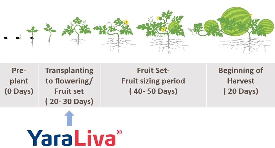 watermelon growth stages yaraliva.jpg