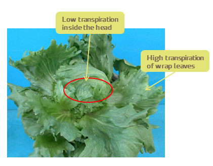 lettuce head transpiration image.png