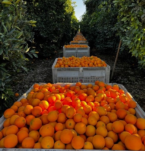 california citrus harvested