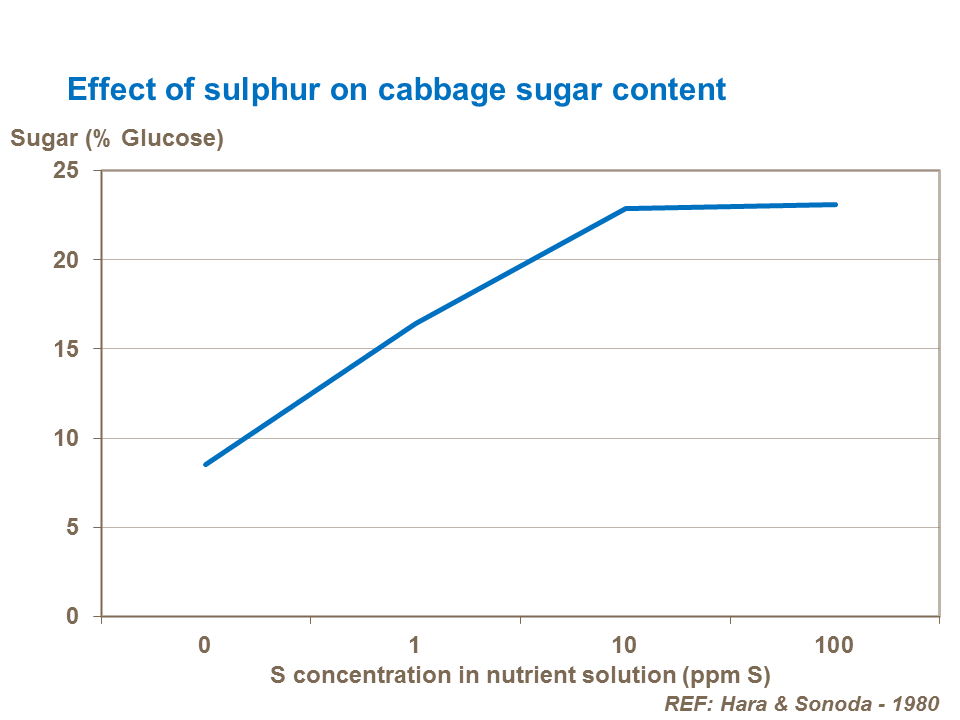 Effect of sulphur on cabbage sugar content