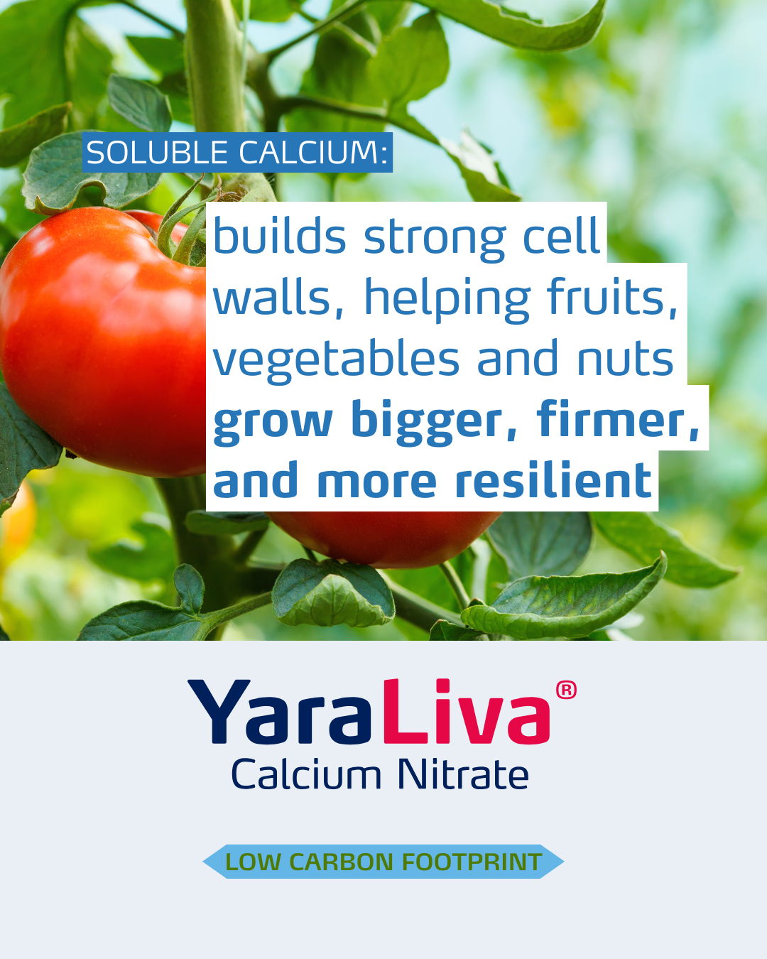 yaraliva social media