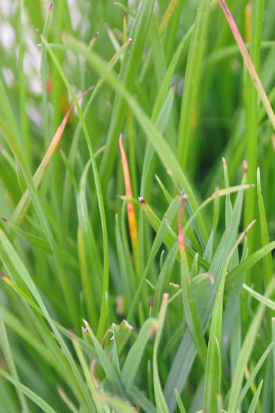 phosphorus deficiency in turf