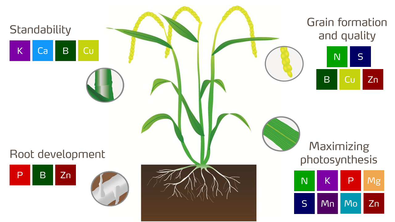 rice plant illustration with nutrients