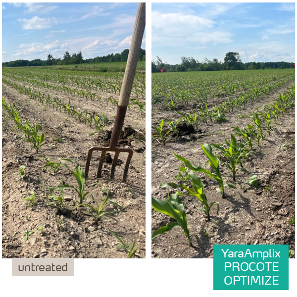 procote optimize trial in corn