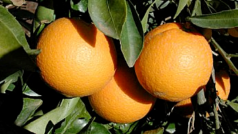 Peel of mature oranges turns bright orange in Mediterranean climates.