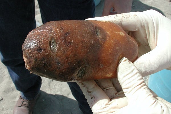 Pink Rot Out of field Jeff Miller.jpg