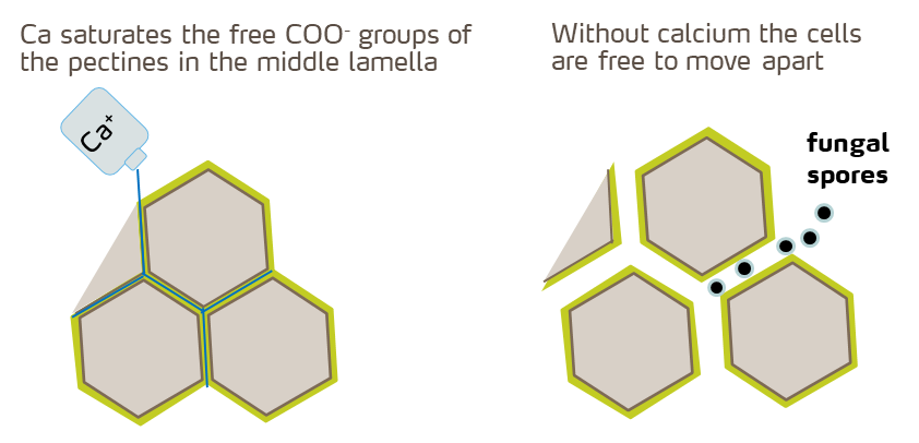 calcium effect on cell walls