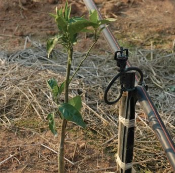 Sprinklers provide water and nutrients