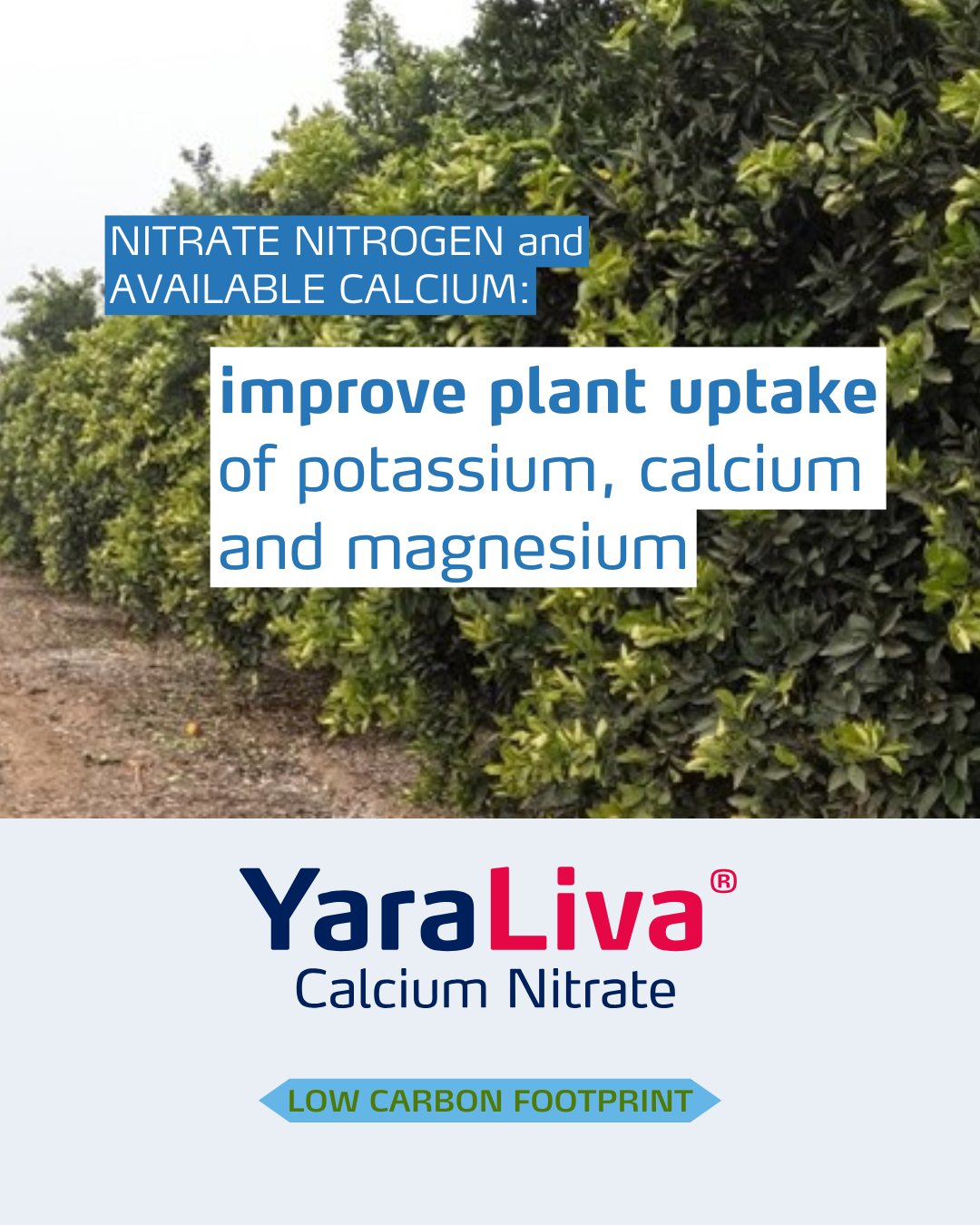 yaraliva social media