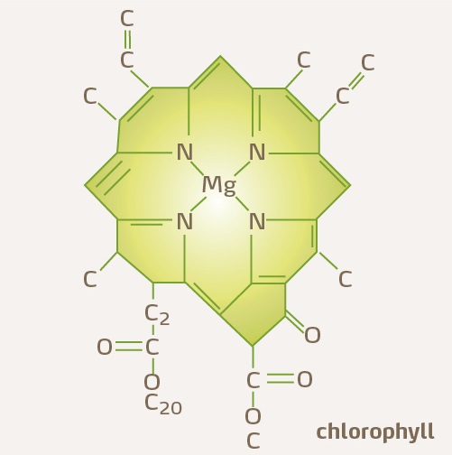 Chlorophyll molecule