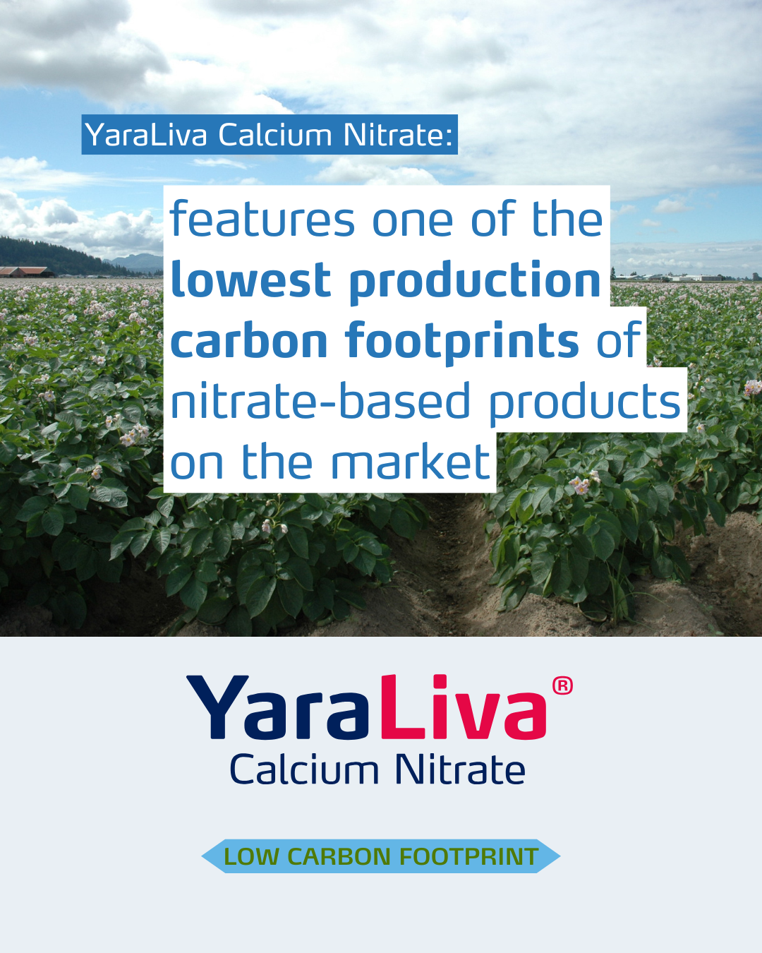 yaraliva social media