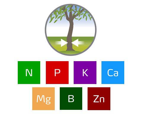 role of nutrients by almond growth stage