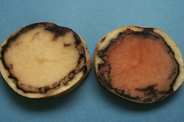 Pink Rot progression 4 Jeff Miller.jpg