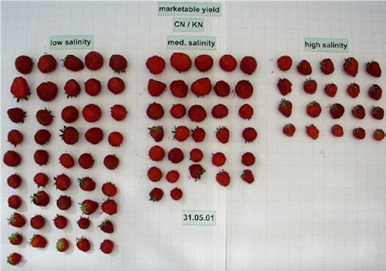 Salinity Strawberries.jpg