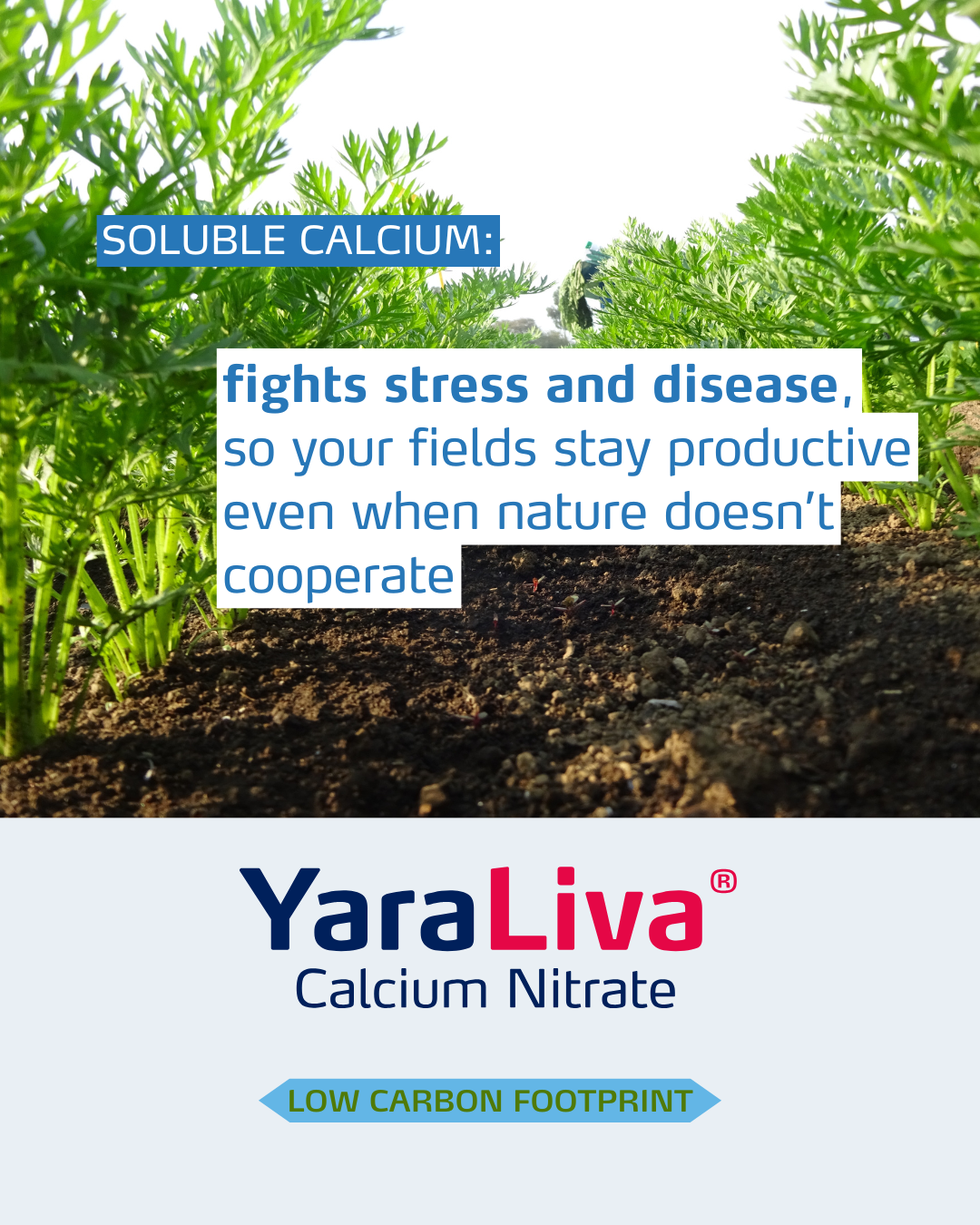 yaraliva social media