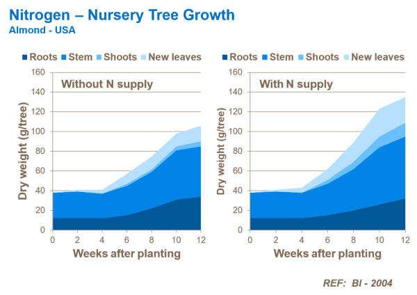 nitrogen effect on almond nursery tree growth