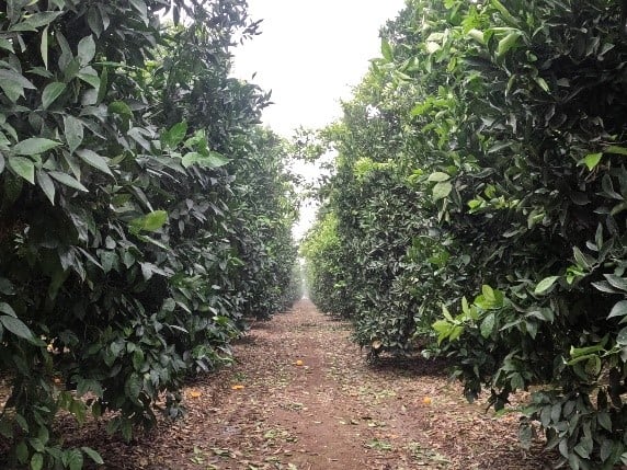 california citrus newsletter