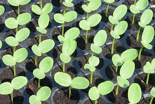 Seedling trays.