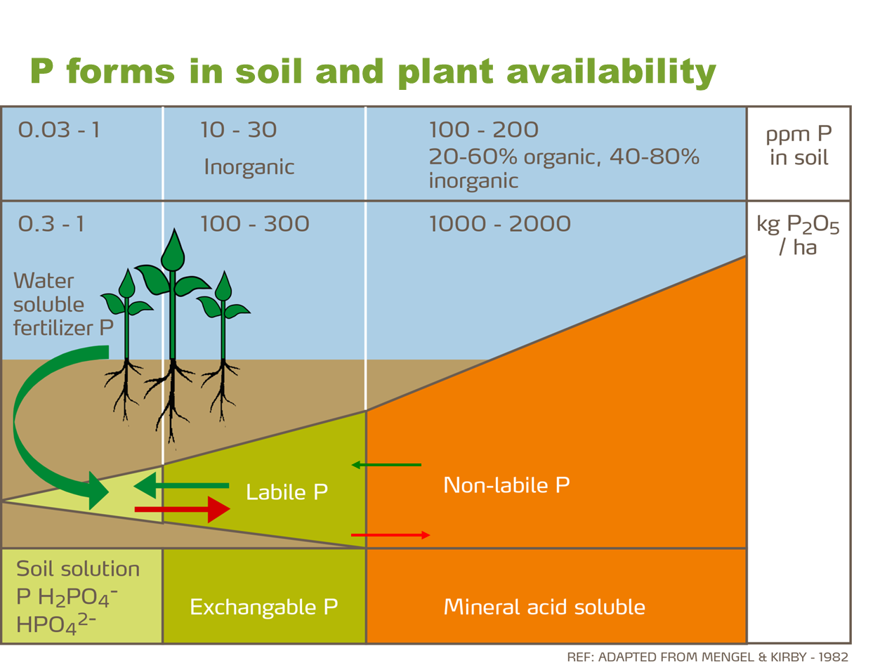 phosphorus forms and plant availability