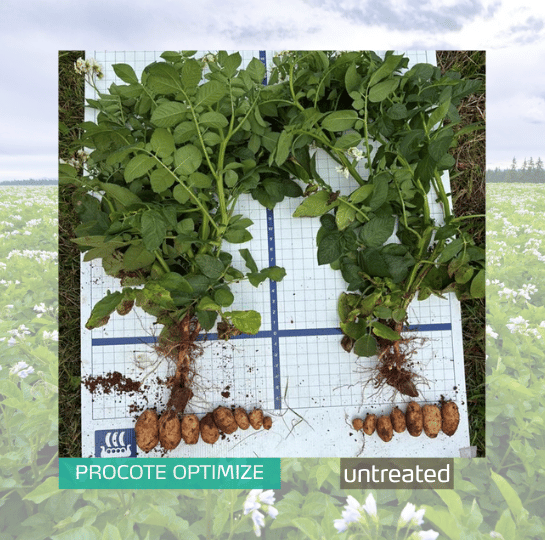 Procote Optimize potato trial